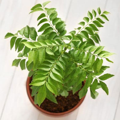 "Curry Leaves plant - Click here to View more details about this Product